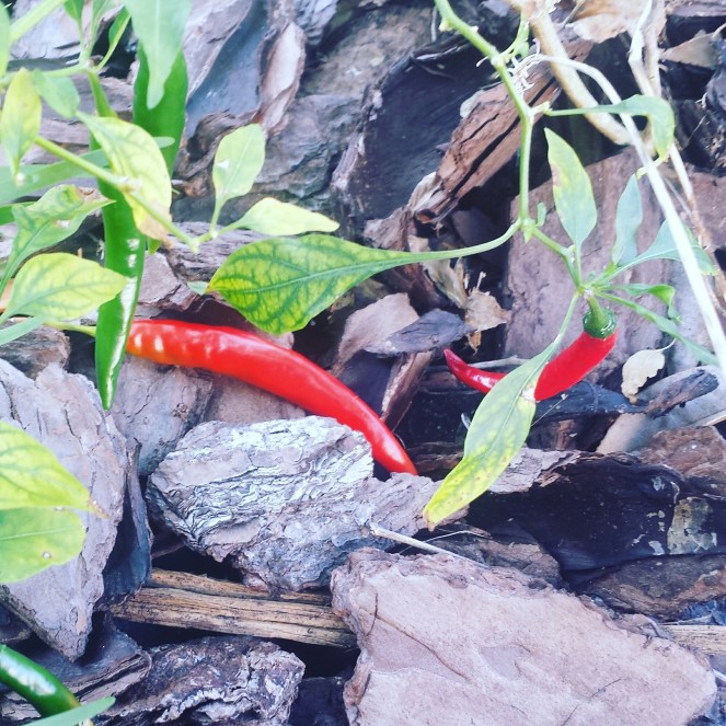 IMG_20151103_100347.jpg image